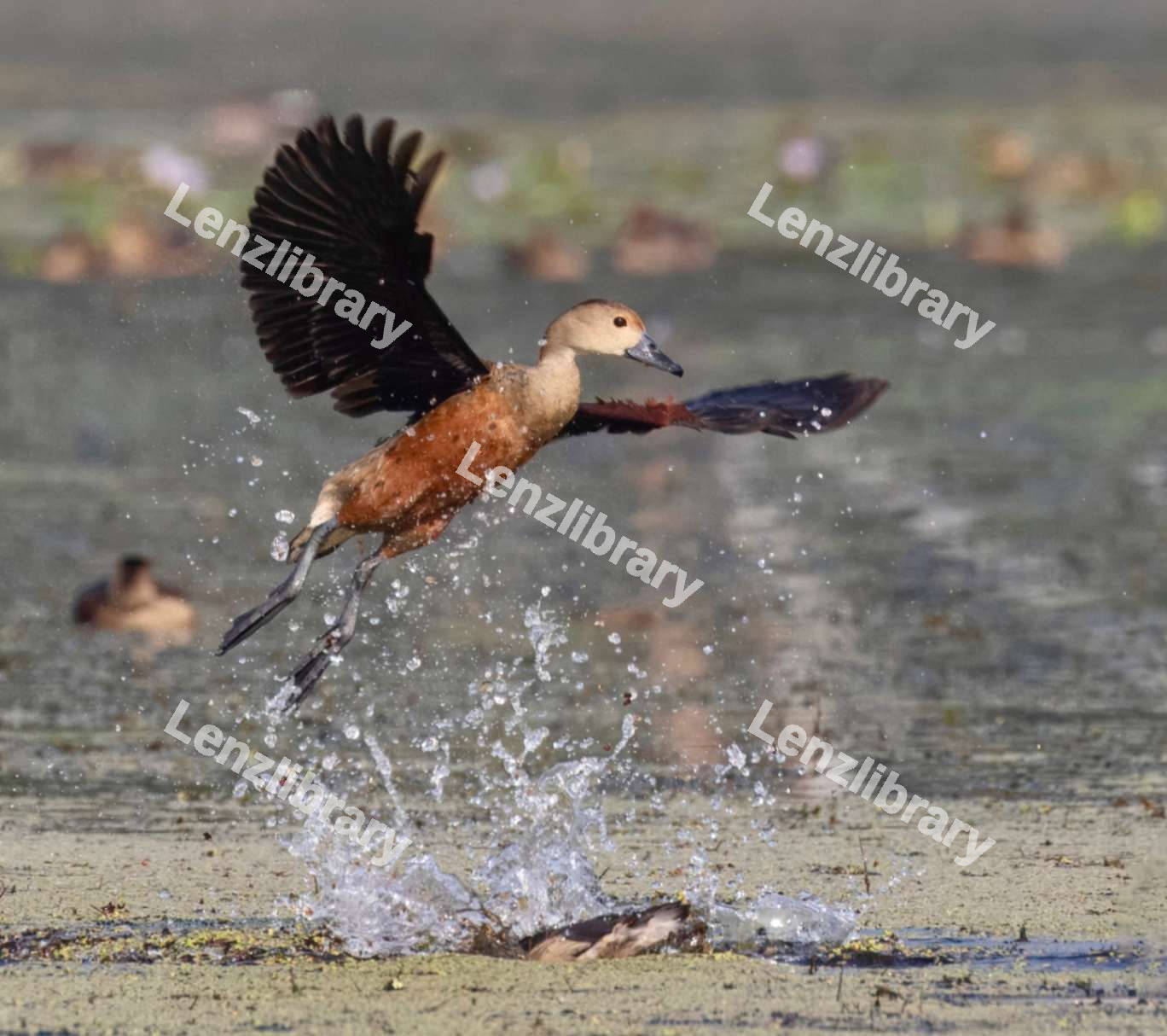 Duck flying over the lake